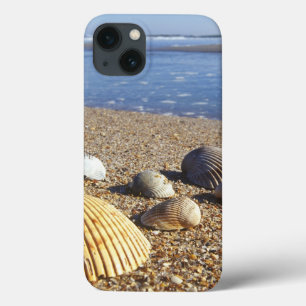 USA, Florida, Muscheln an der Küste iPhone 13 Hülle