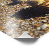 USA, Florida, Muscheln an der Küste Fotodruck (Ecke)