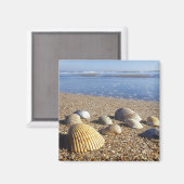 USA, Florida, Muscheln an der Küste Magnet (Vorderseite/Rückseite)
