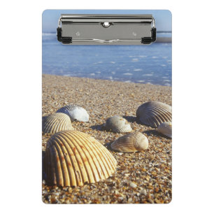 USA, Florida, Muscheln an der Küste Mini Klemmbrett