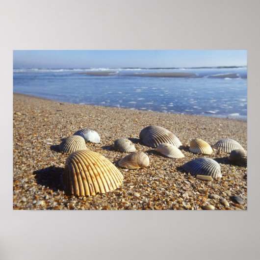 USA, Florida, Muscheln an der Küste Poster (Vorne)