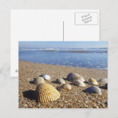 USA, Florida, Muscheln an der Küste Postkarte (Vorne/Hinten)