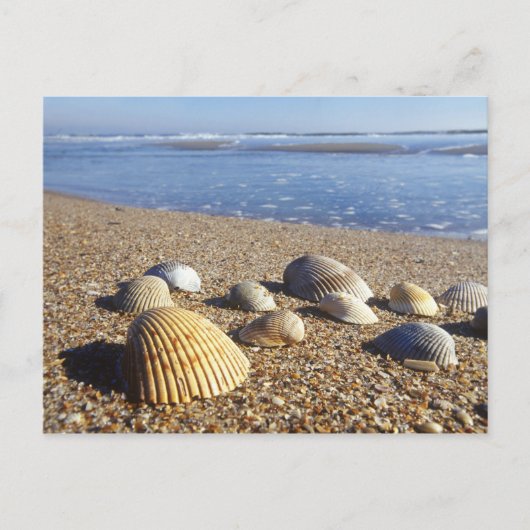 USA, Florida, Muscheln an der Küste Postkarte (Vorderseite)