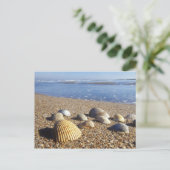 USA, Florida, Muscheln an der Küste Postkarte (Stehend Vorderseite)