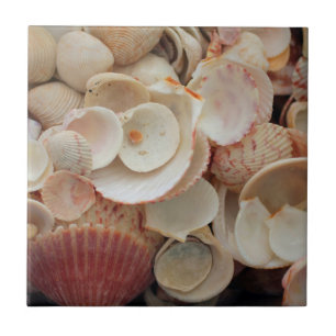 USA, Florida. Nahaufnahme von Muscheln auf Santa R Fliese