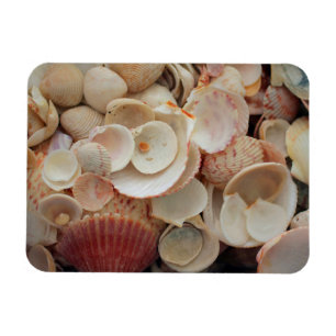 USA, Florida. Nahaufnahme von Muscheln auf Santa R Magnet