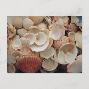 USA, Florida. Nahaufnahme von Muscheln auf Santa R Postkarte