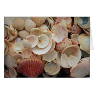 USA, Florida. Nahe Aufnahme von Muscheln in Santa