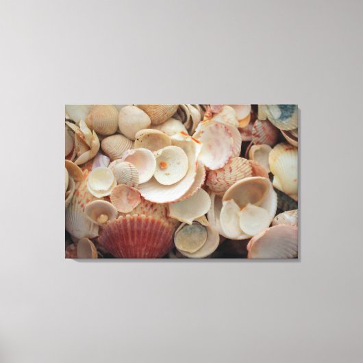 USA, Florida. Nahen Muscheln auf Santa Rosa Leinwanddruck (Vorderseite)
