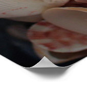 USA, Florida. Nahen Muscheln auf Santa Rosa Poster (Ecke)