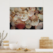 USA, Florida. Nahen Muscheln auf Santa Rosa Poster (Küche)