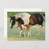USA, Florida, neugeborenes Farben-Stutenfohlen Postkarte (Vorne/Hinten)