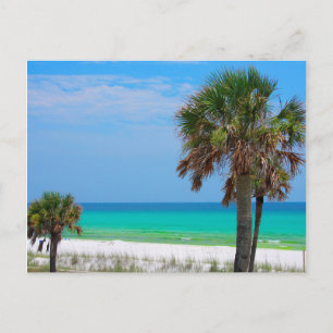 USA, Florida. Palmen an der Emerald Coast Postkarte