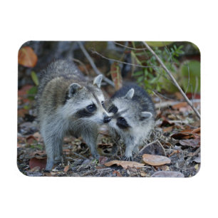 USA, Florida, Sanibel, Ding Darling National Magnet