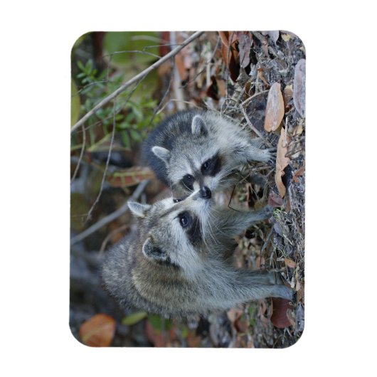 USA, Florida, Sanibel, Ding Darling National Magnet (Vertikal)