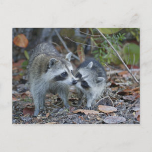 USA, Florida, Sanibel, Ding Darling National Postkarte