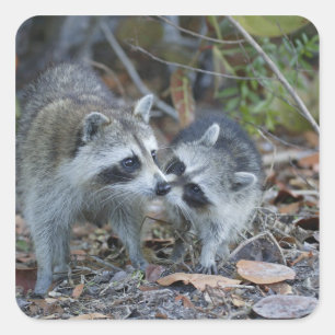 USA, Florida, Sanibel, Ding Darling National Quadratischer Aufkleber