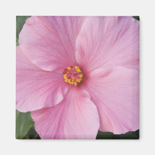 USA, Florida, Sanibel, Hibiskus Rose von Magnet