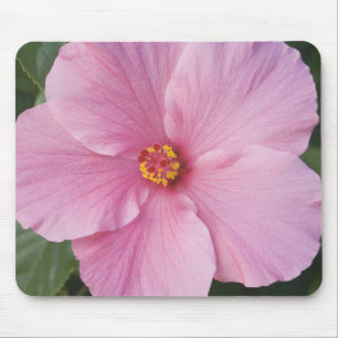 USA, Florida, Sanibel, Hibiskus Rose von Mousepad