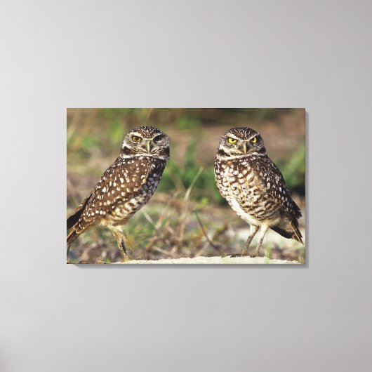 USA, Florida, Sanibel Island. Naher Leinwanddruck (Vorderseite)