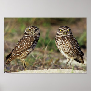 USA, Florida, Sanibel Island. Naher Poster