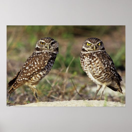 USA, Florida, Sanibel Island. Naher Poster (Vorne)