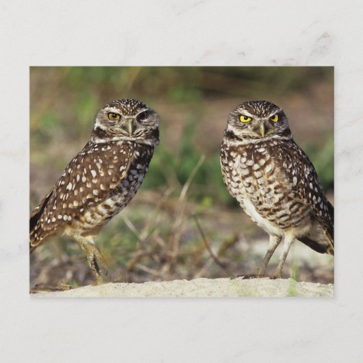 USA, Florida, Sanibel Island. Naher Postkarte (Vorderseite)