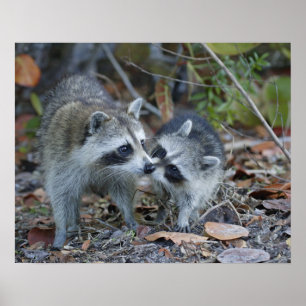 USA, Florida, Sanibel, Klingeln-süßer Poster