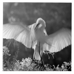 USA, Florida, Silberreiher (Ardea alba) Infrarot 2 Fliese