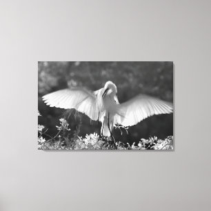 USA, Florida, Silberreiher (Ardea alba) Infrarot 2 Leinwanddruck
