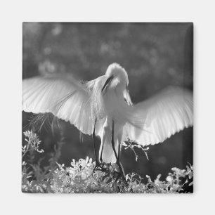 USA, Florida, Silberreiher (Ardea alba) Infrarot 2 Magnet