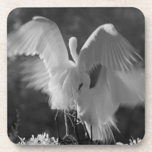 USA, Florida, Silberreiher (Ardea alba) Infrarot 3 Getränkeuntersetzer