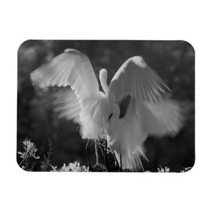 USA, Florida, Silberreiher (Ardea alba) Infrarot 3 Magnet