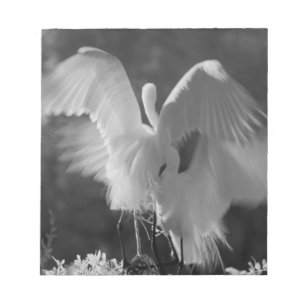USA, Florida, Silberreiher (Ardea alba) Infrarot 3 Notizblock