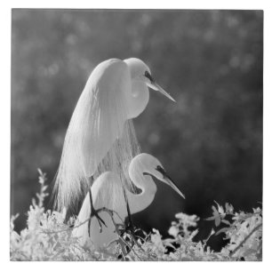 USA, Florida, Silberreiher (Ardea alba) Infrarot Fliese