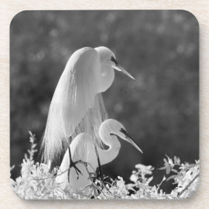 USA, Florida, Silberreiher (Ardea alba) Infrarot Getränkeuntersetzer