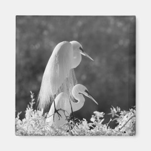 USA, Florida, Silberreiher (Ardea alba) Infrarot Magnet