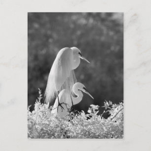 USA, Florida, Silberreiher (Ardea alba) Infrarot Postkarte