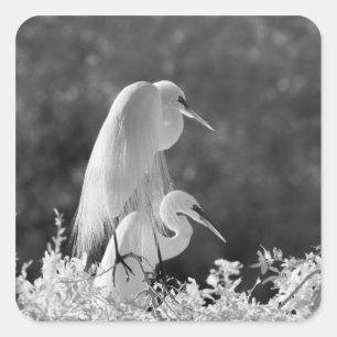 USA, Florida, Silberreiher (Ardea alba) Infrarot Quadratischer Aufkleber
