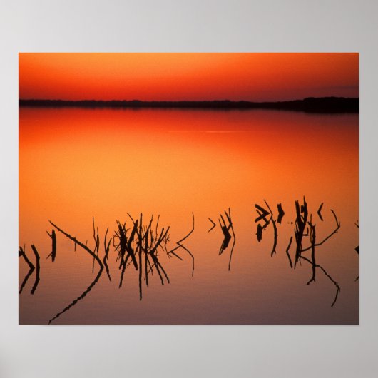 USA, Florida. Silhouettes of dead tree branches Poster (Vorne)
