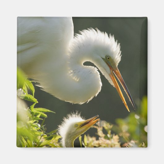 USA, Florida, St. Augustine, Alligator Farm Magnet (Vorne)