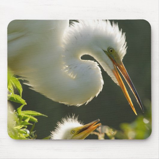 USA, Florida, St. Augustine, Alligator Farm Mousepad (Vorne)