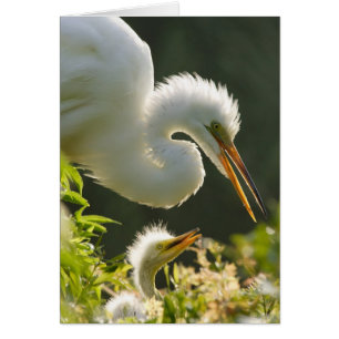 USA, Florida, St. Augustine, Alligatorfarm