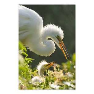 USA, Florida, St. Augustine, Alligatorfarm Fotodruck