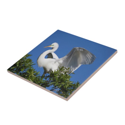 USA, Florida, St. Augustine, Egret Fliese (Seite)