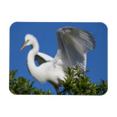 USA, Florida, St. Augustine, Egret Magnet (Horizontal)