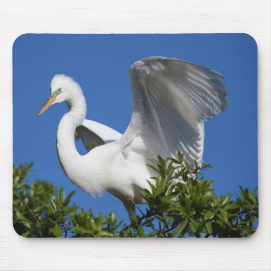USA, Florida, St. Augustine, Silberreiher Mousepad (Vorne)