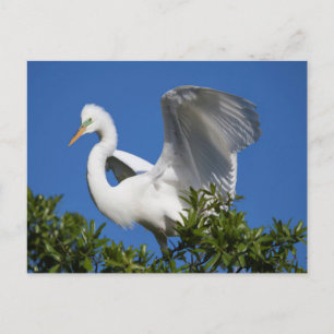 USA, Florida, St. Augustine, Silberreiher Postkarte