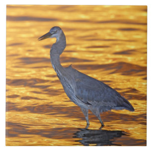 USA, Florida, St. Petersburg, Fort De Soto Park. Fliese