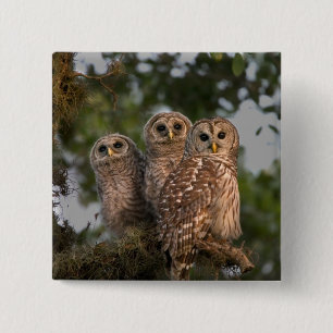 USA, Florida, Viera Wetlands. Drei geplagt Button